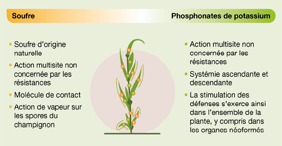 schema composants aquicine duo soufre et phosphore