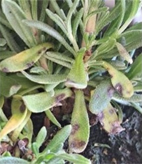 infection septoria par lavandulae