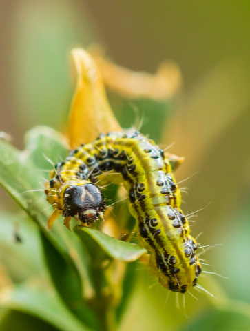 pyrale du buis sur une feuille