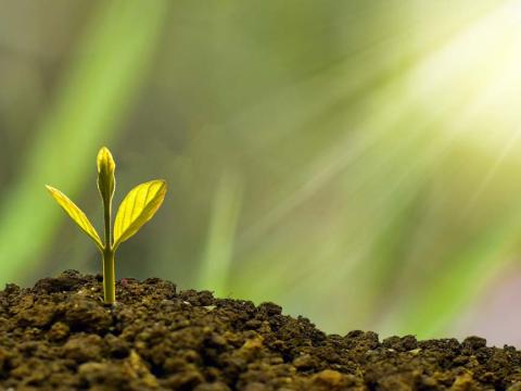 Que sont les biostimulants et les biocontrôles ?