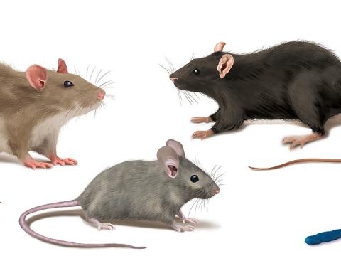 rat souris rongeur seringue de talon soft xt