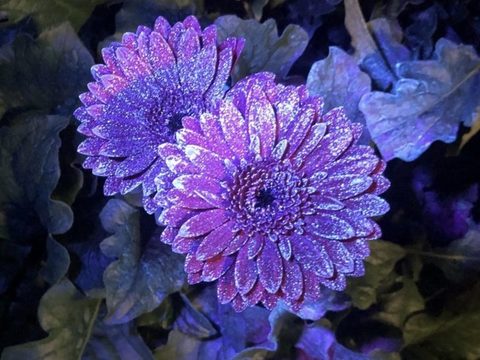 fleurs violettes pulvérisées, visualisation de la pulvérisation aux UV