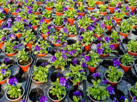 plants de pensées transplantation