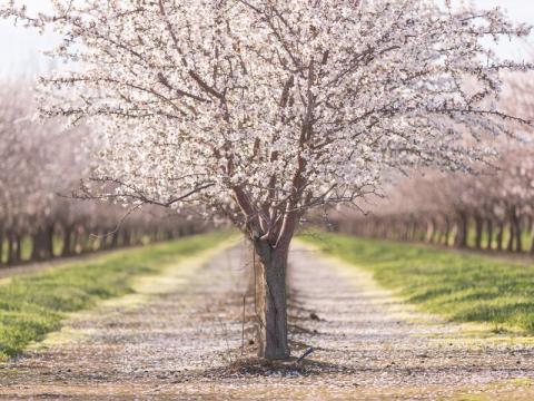 Arbre amandier en fleurs au centre d’une allée, verger verdoyant de chaque côté
