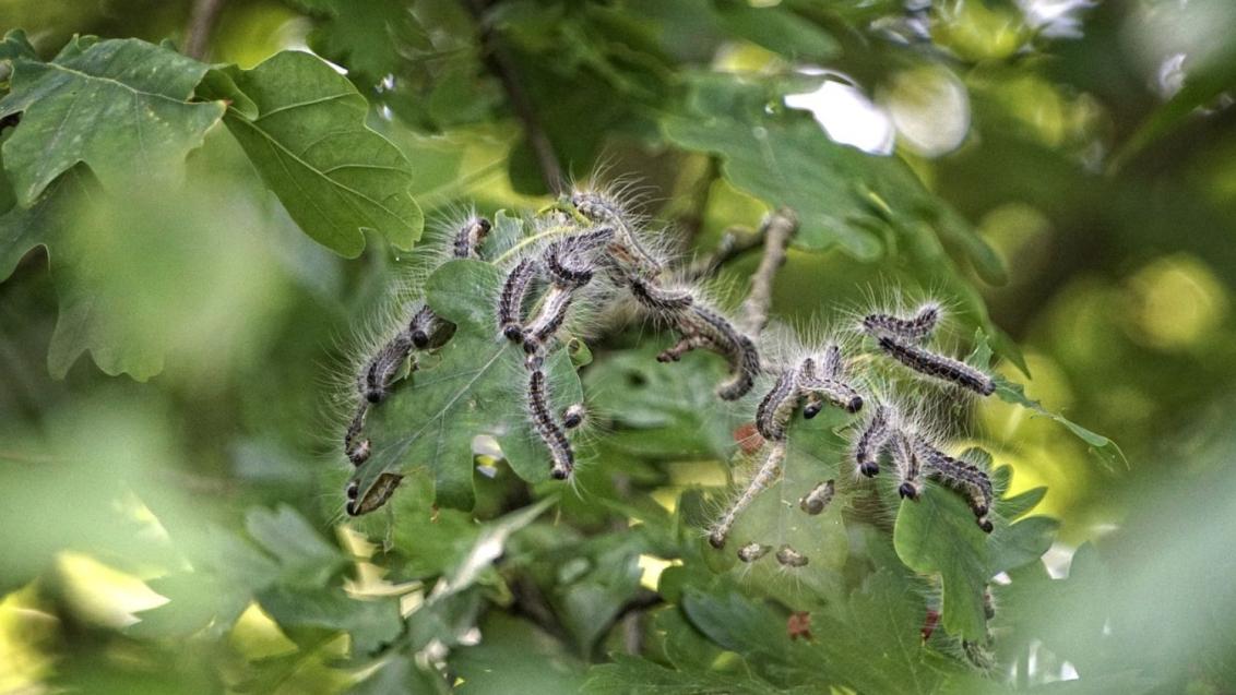 chenilles processionnaire du chêne sur les feuilles