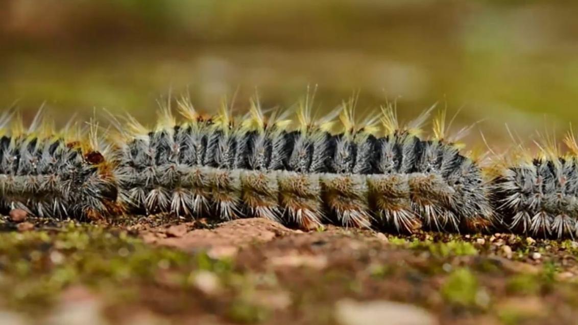 chenille processionnaire du pin