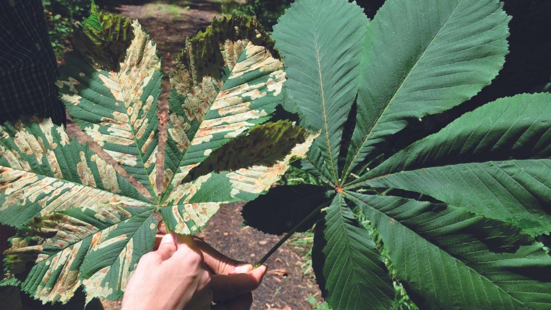 comparaison feuilles dégats  mineuse du marronnier et feuille saine