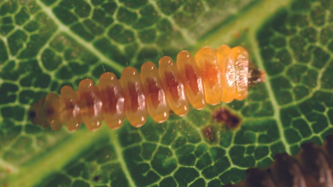 larve mineuse du marronnier