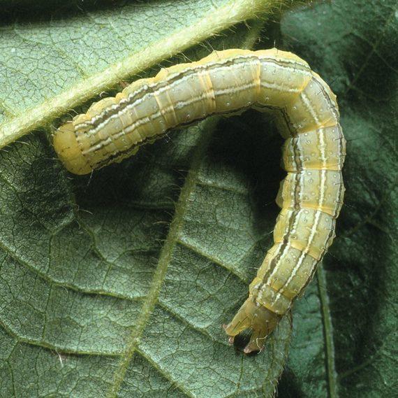 chenille