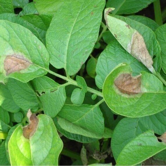 phytophthora