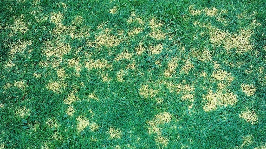 maladie dollar spot gazon