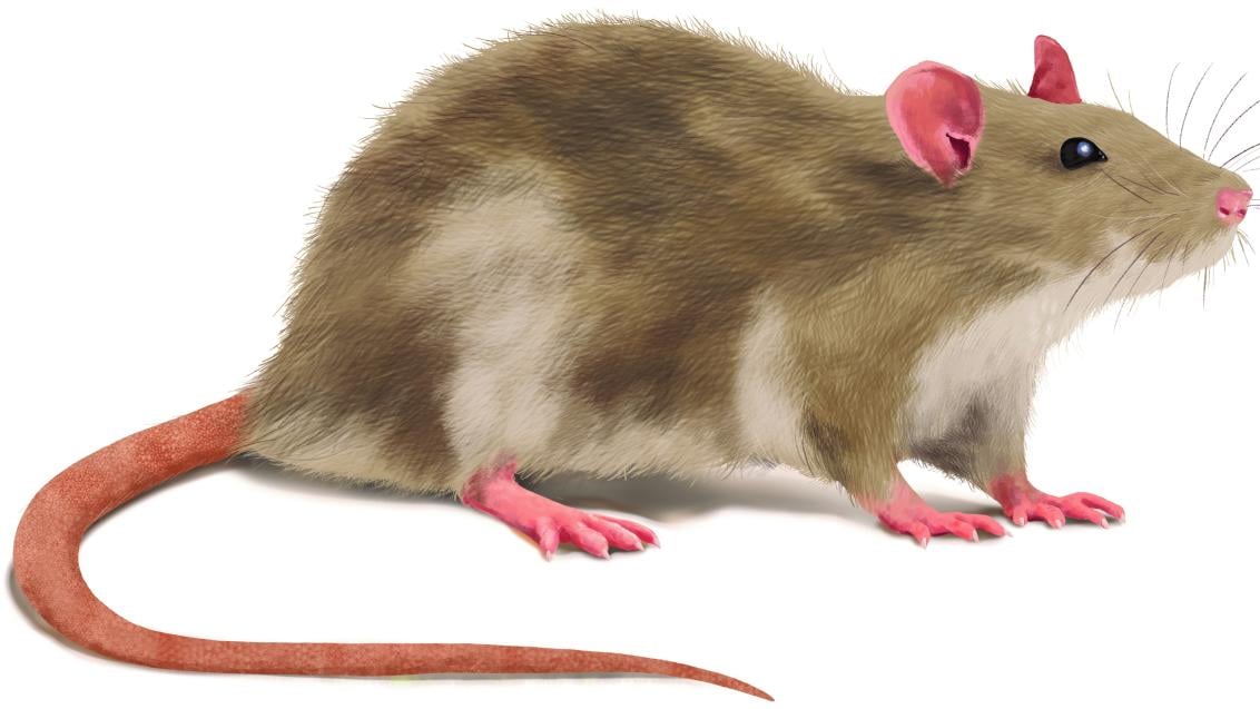 rat