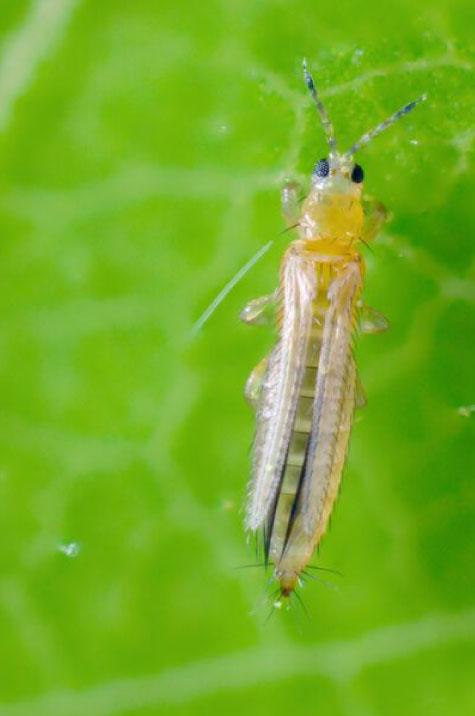 thrips sur une feuille