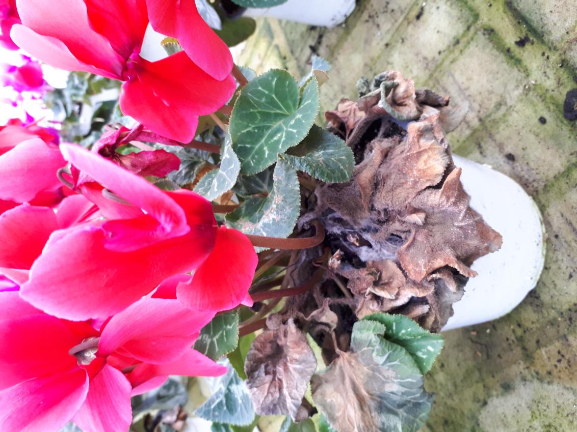 botrytis sur feuilles de cyclamen
