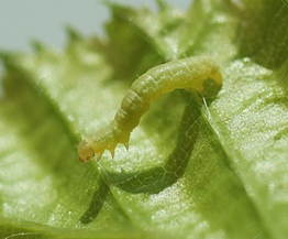 chenille sur feuille