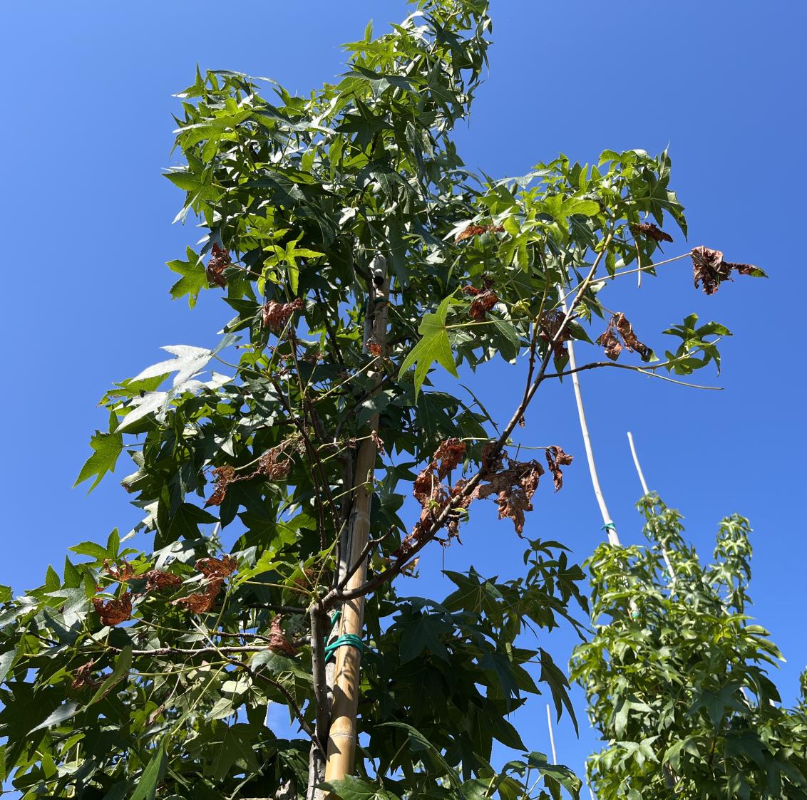 Arbre d'ornement moniliose