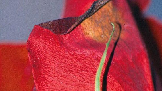 botrytis pourriture grise