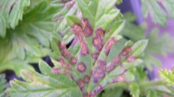 pseudomonas sur feuille