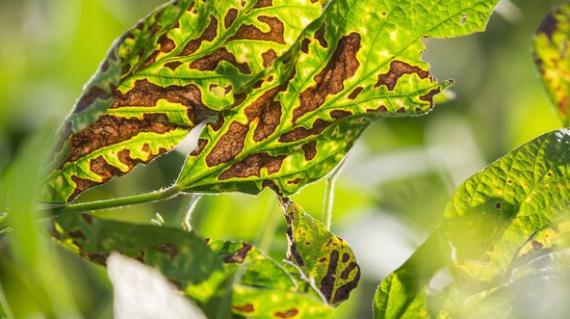 fusariose feuilles