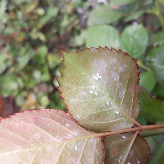 aleurode