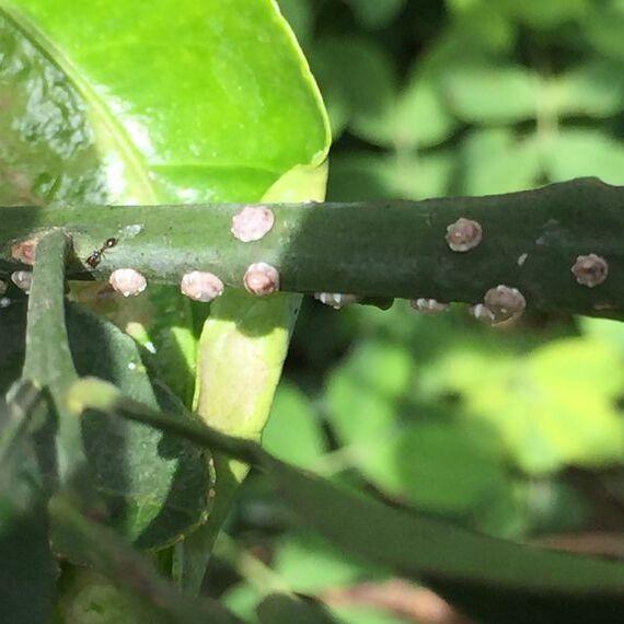 cochenille