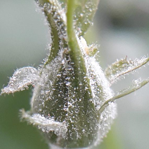 oidium