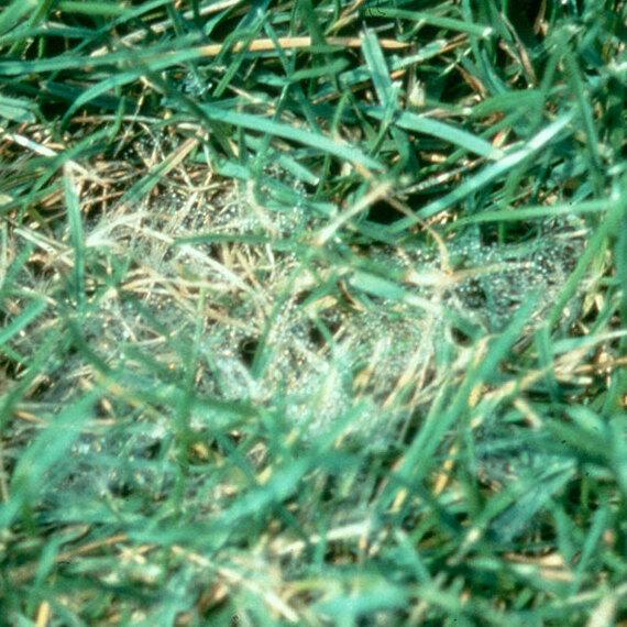 pythium