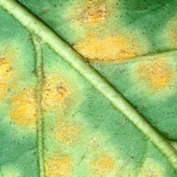 rouille