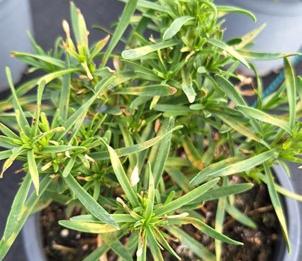 taches mildiou plante en pot