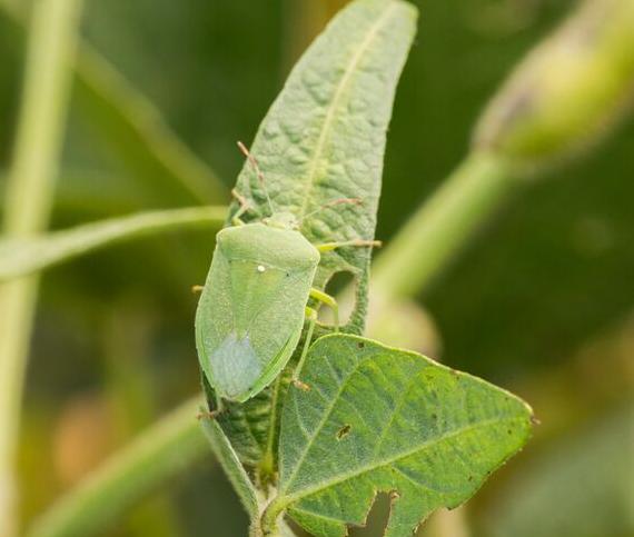 punaise verte sur une feuille avec des trous
