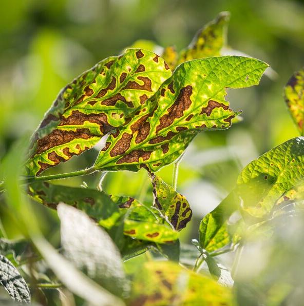fusariose feuilles