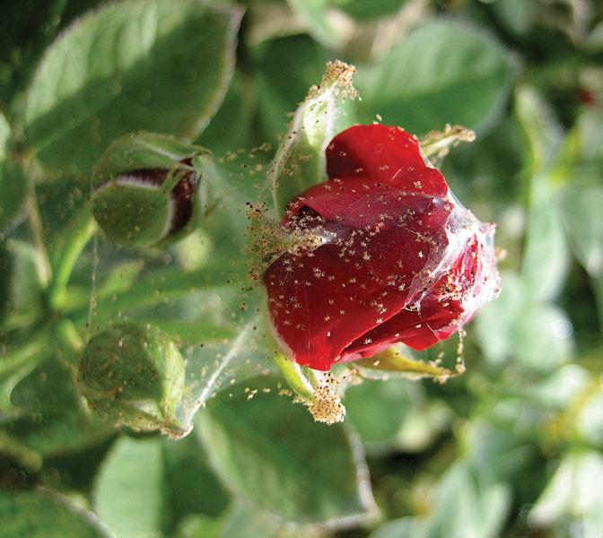 acariens tetranyques sur une rose