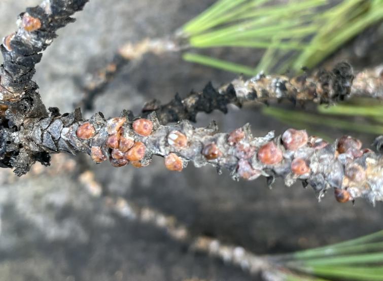 branche pin cochenille tortue du pin