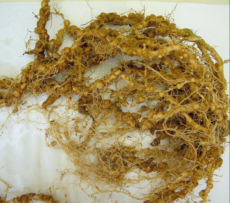 nematode racine
