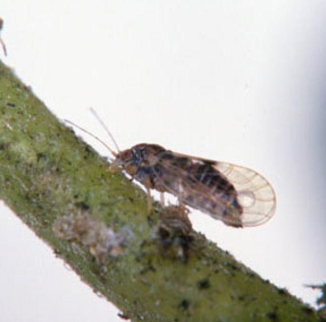 psylle sur branche avec des larves