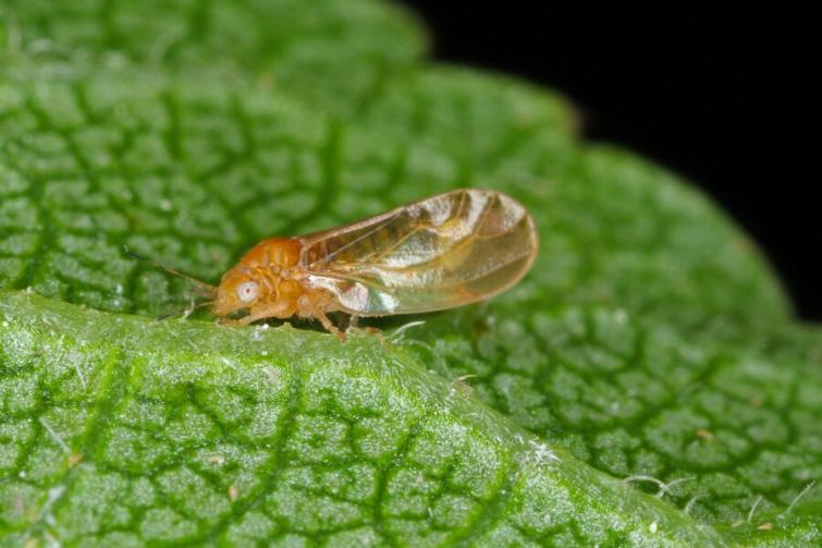 Petit insecte brun sur une feuille verte en gros plan, fond noir