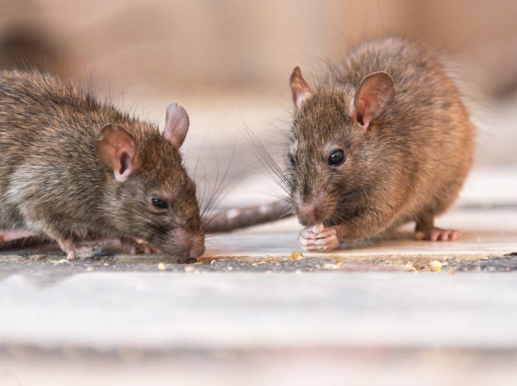 Deux rats bruns se faisant face sur un sol clair, fond flou.
