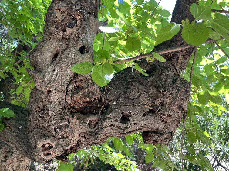 Gros plan d’un tronc d’arbre murier platane noueux avec cavités, entouré de feuilles vertes.