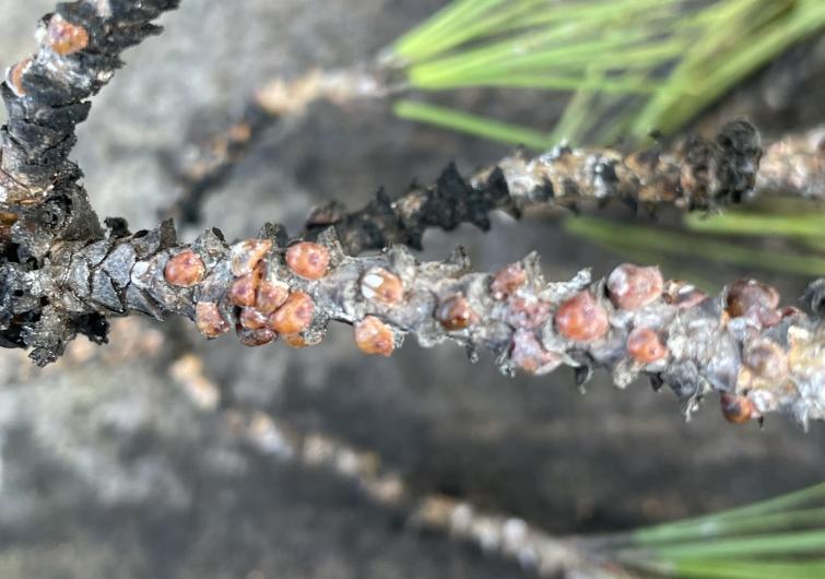 Branche noircie avec gouttes de résine, aiguilles de pin vertes sur fond gris, cochenille tortue du pin