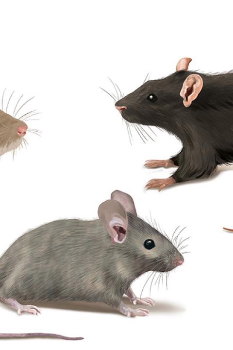 rat souris rongeur seringue de talon soft xt