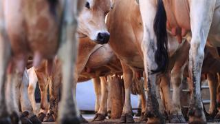 Troupeau de vaches vu de dessous, pattes et pis au premier plan.