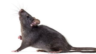 Rat noir allongé, tenant un morceau de fromage sur fond blanc