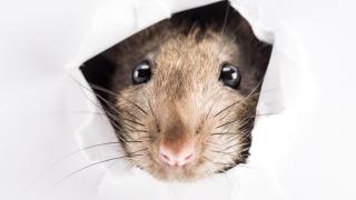 Tête de rat brun sortant d’un trou dans du papier blanc.