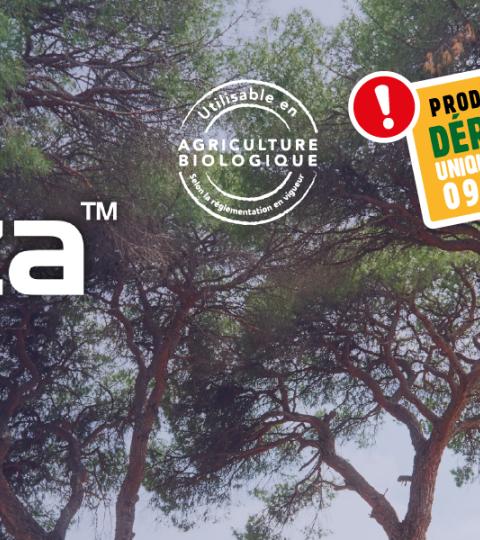 quenza solution contra la cochenille tortue du pin