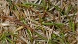 Dollar spot ou sclérotiniose estivale, Maladies