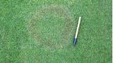Rhizoctones, Maladies