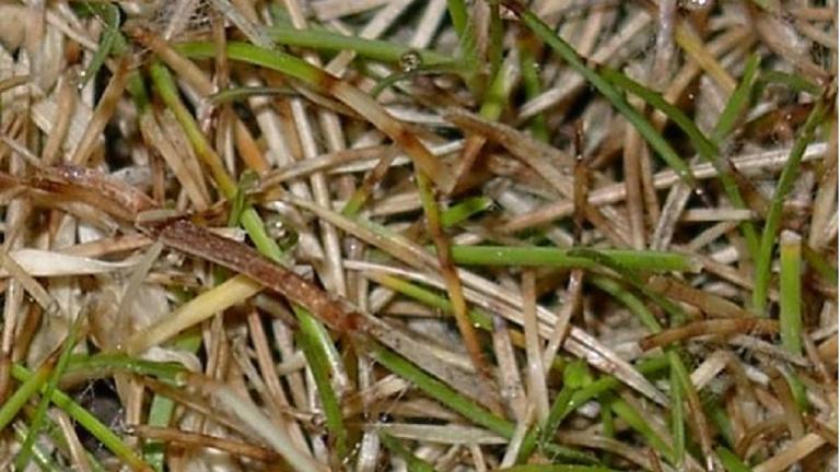 Dollar spot ou sclérotiniose estivale, Maladies
