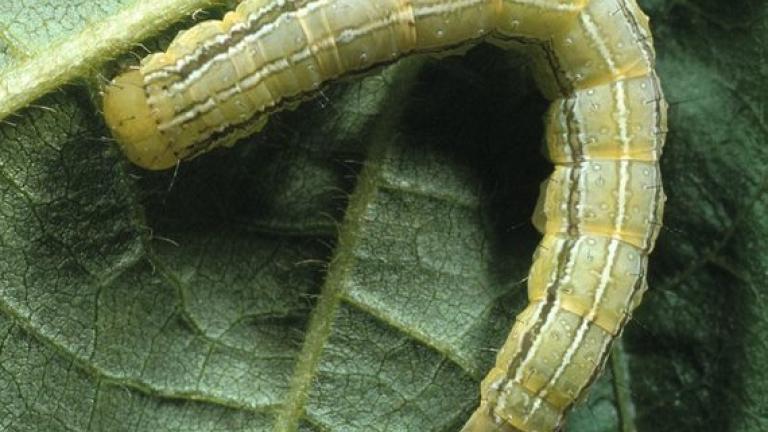 chenille
