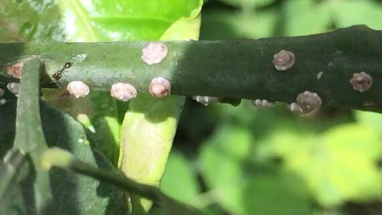 cochenille