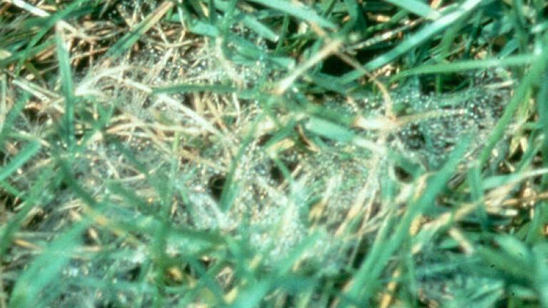 pythium